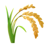 🌾