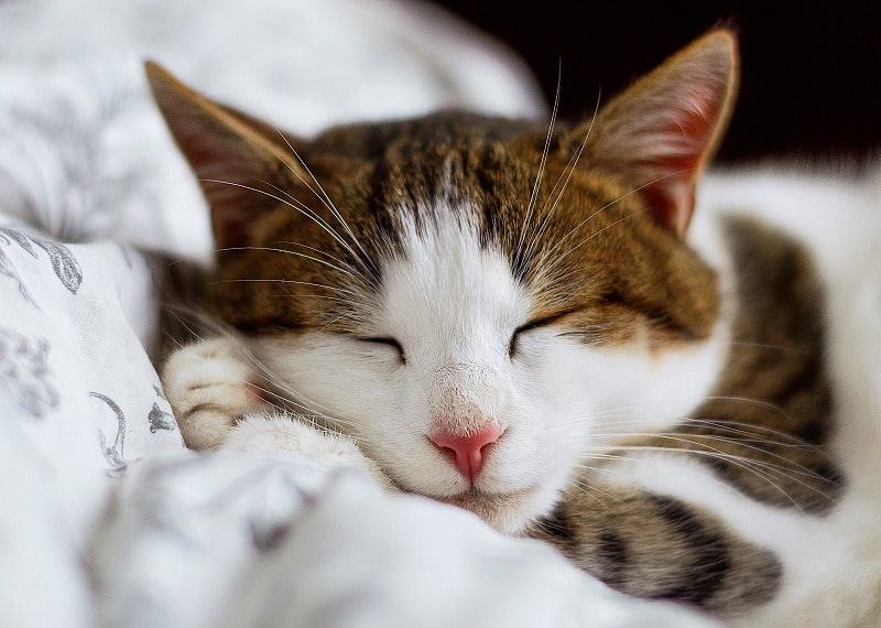 ジグソーパズルのヒント：眠たそうな猫