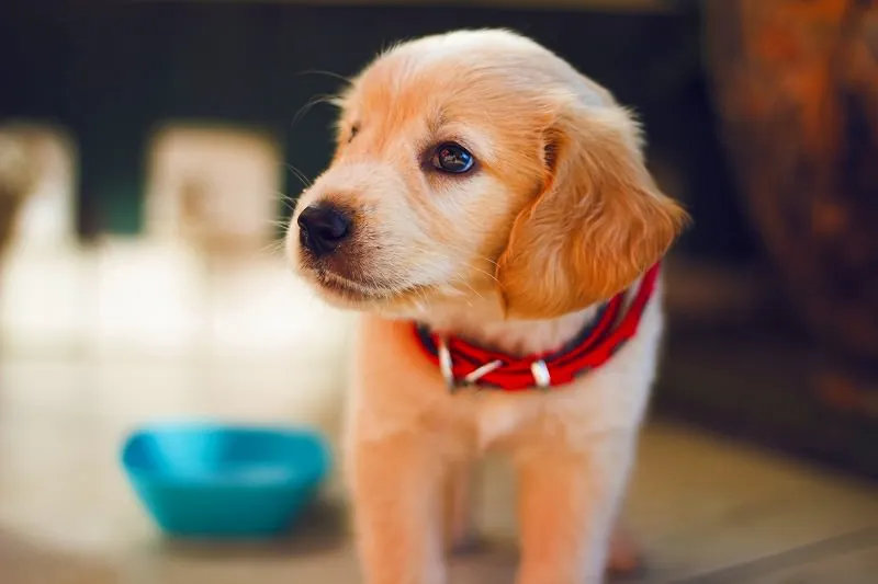 ジグソーパズルのヒント:横を向いた犬