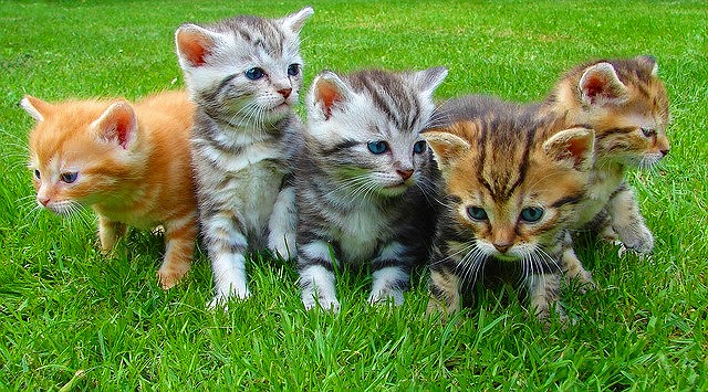 ジグソーパズルのヒント：子猫の兄弟たち