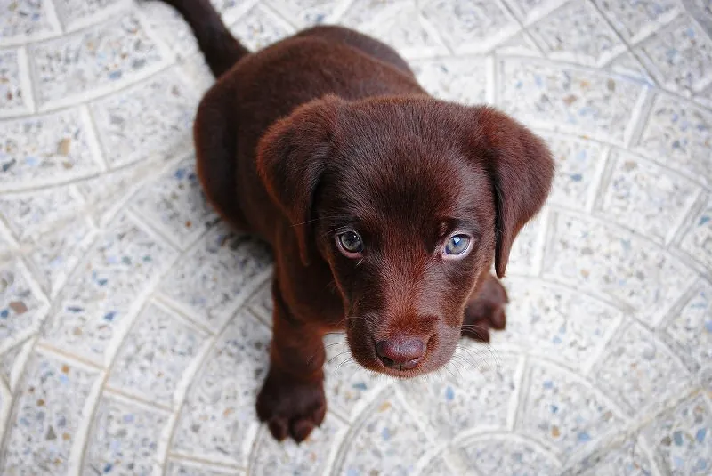ジグソーパズルのヒント：こちらを眺める犬