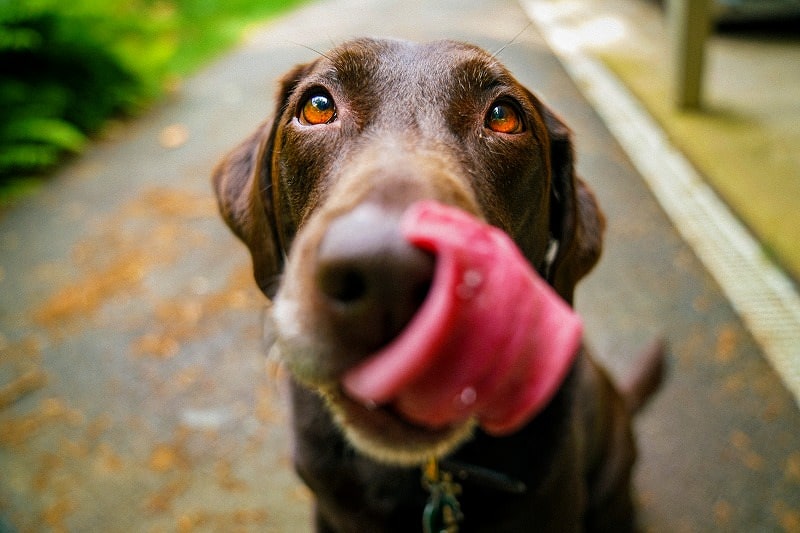 ジグソーパズルのヒント：舌を出す犬