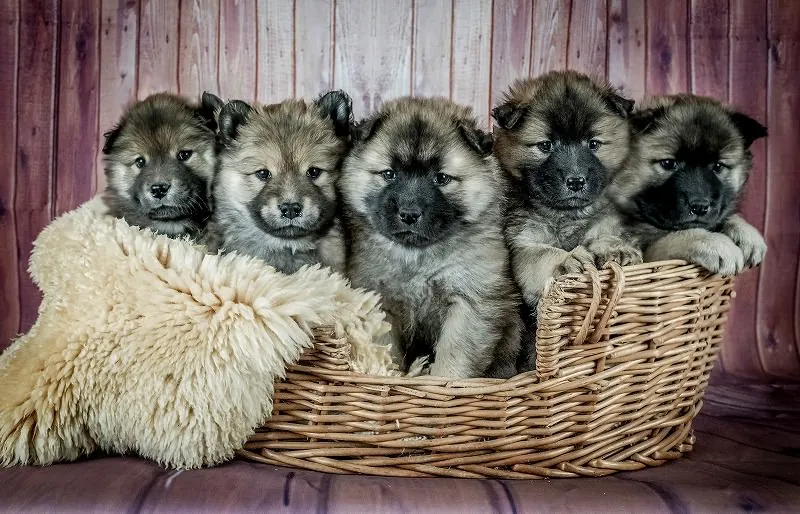 ジグソーパズルのヒント:子犬の赤ちゃんたち
