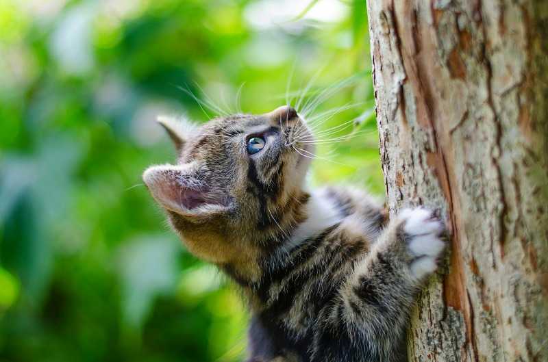 ジグソーパズルのヒント：木登り中の猫