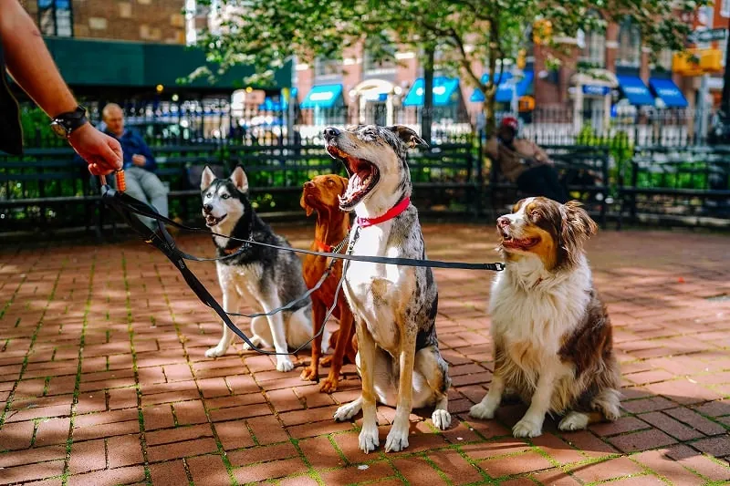 ジグソーパズルのヒント：アクビをする犬