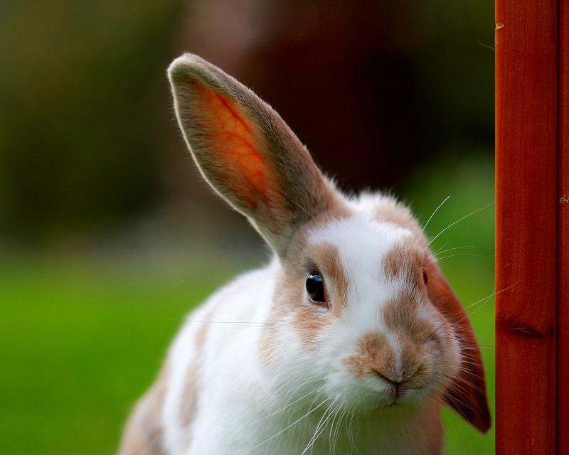 ジグソーパズルのヒント：片耳だけピンとしているウサギ