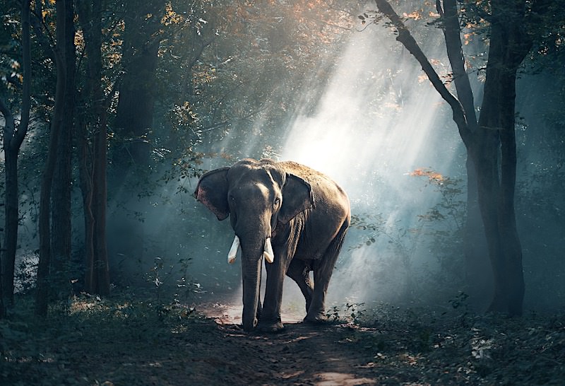ジグソーパズルのヒント：森を歩く象