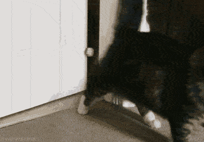 ジグソーパズルのヒント：扉を開けて登場する猫