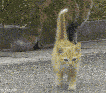 ジグソーパズルのヒント：カメラマンにまとわりつく猫