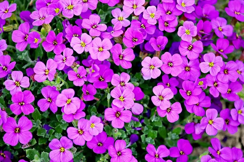 ジグソーパズルのヒント:ギリシャの花