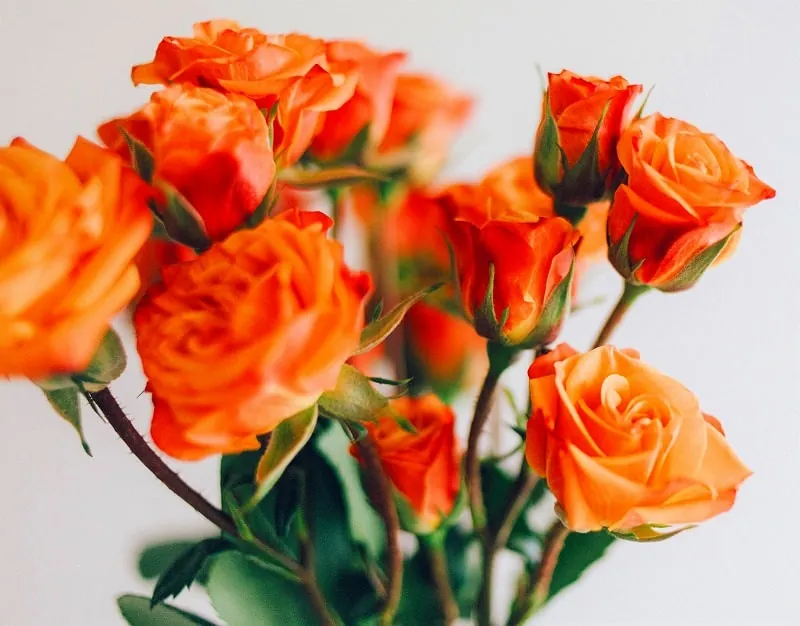 ジグソーパズルのヒント:オレンジの薔薇