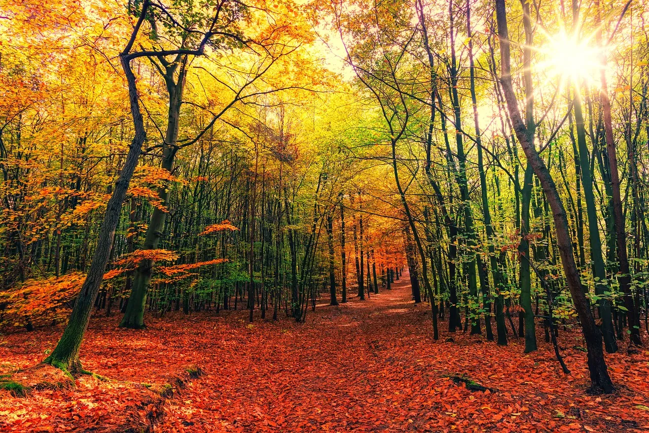 ジグソーパズルのヒント：鮮やかな紅葉