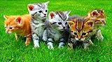 無料ジグソーパズルゲーム「子猫の兄弟たち」