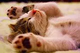無料ジグソーパズルゲーム「仰向きで寝転がる猫」