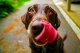 無料ジグソーパズルゲーム「舌を出す犬」