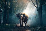 無料ジグソーパズルゲーム「森を歩く象」