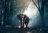 動物のジグソーパズル