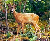 動物のジグソーパズル