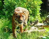 動物のジグソーパズル