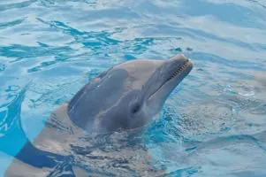 動物のジグソーパズル