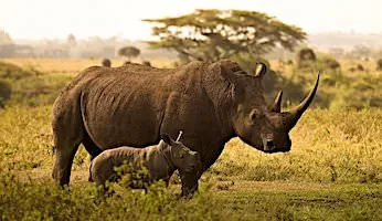 動物のジグソーパズル