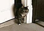 無料ジグソーパズルゲーム「扉を開けて登場する猫」