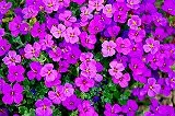 花のジグソーパズル
