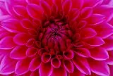 花のジグソーパズル