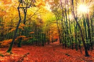 無料ジグソーパズルゲーム「鮮やかな紅葉」