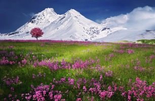 無料ジグソーパズルゲーム「雪山と花」